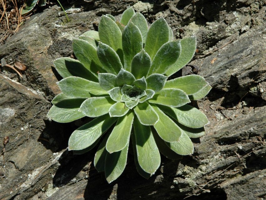 Saxifraga cotyledon / Sassifraga piramidale